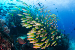 Kerama Island Scuba Diving