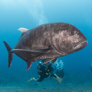Kerama Island Scuba Diving