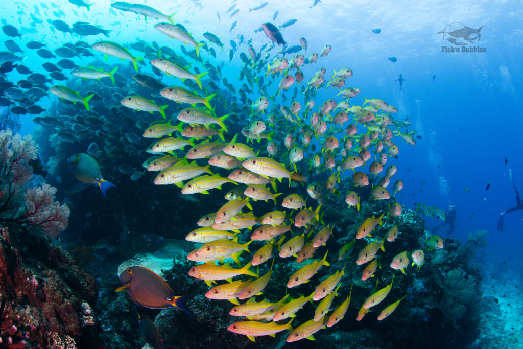 慶良間ファンダイビング アカヒメジ