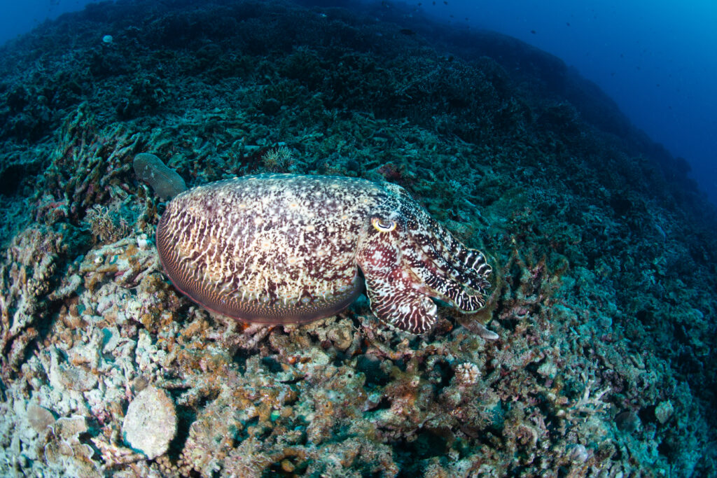 慶良間ファンダイビング コブシメ