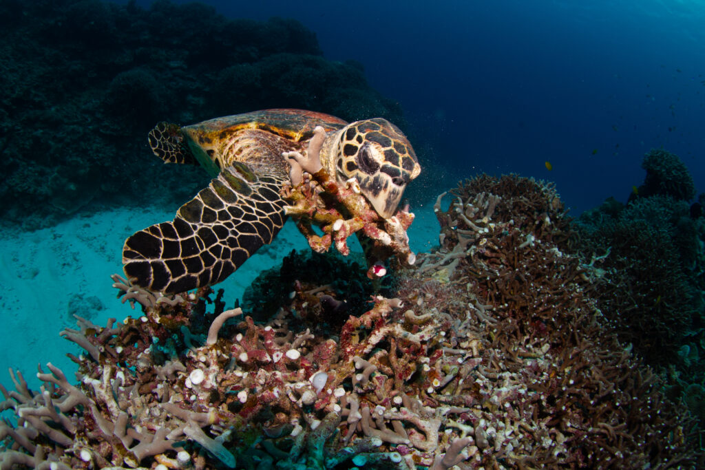 慶良間ファンダイビング ウミガメ