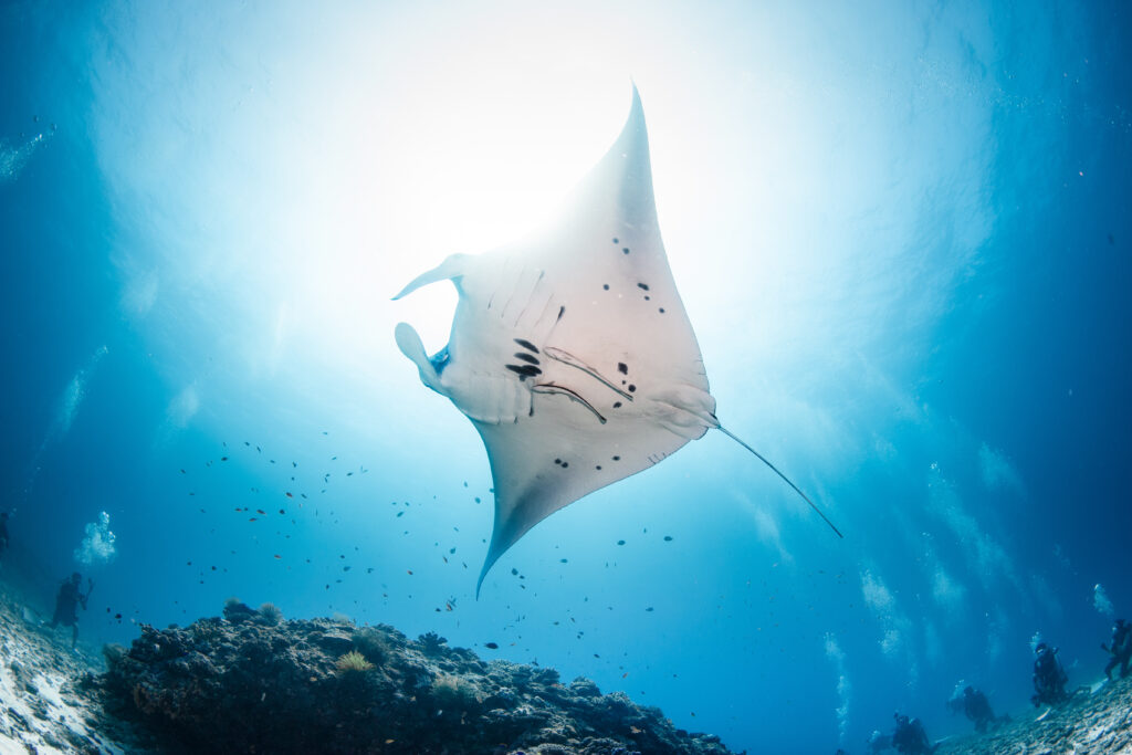 慶良間ファンダイビング マンタ