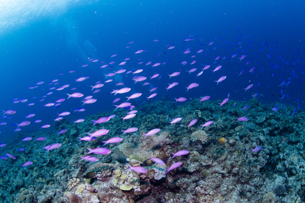 慶良間ファンダイビング ハナゴイ