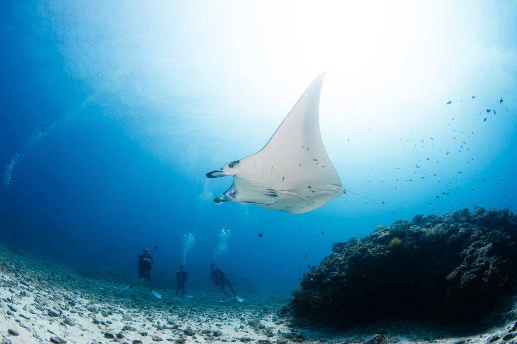慶良間ファンダイビング マンタ