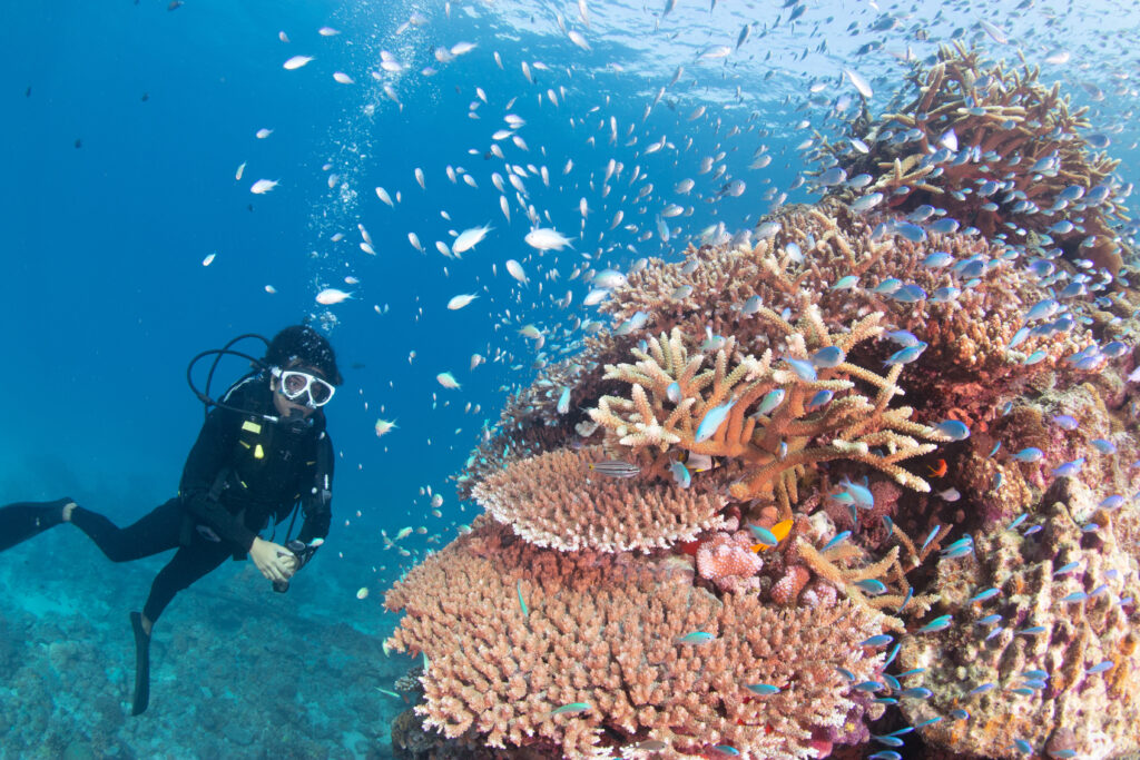 慶良間ファンダイビング デバスズメダイ