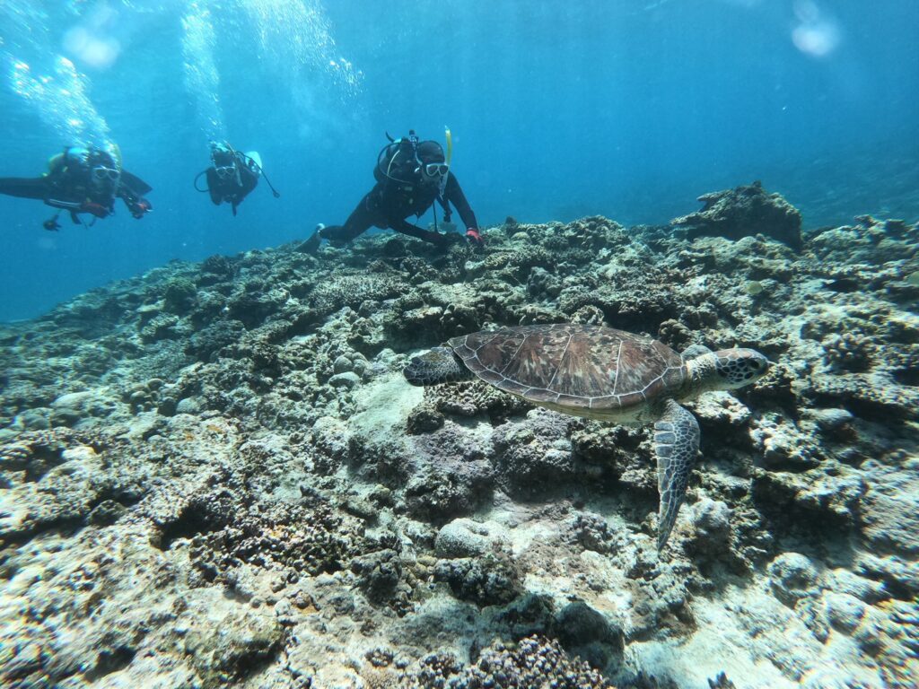 慶良間ファンダイビング ウミガメ
